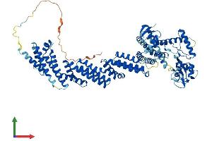 AlphaFold protein structure predicition of Mouse Recombinant Cul4a Protein, UniprotID Q3TCH7