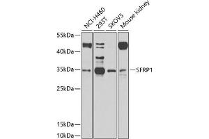Western blot analysis of extracts of various cell lines, using SFRP1 antibody (ABIN1682675, ABIN1682676, ABIN5664178 and ABIN6219906) at 1:1000 dilution. (SFRP1 antibody  (AA 30-314))