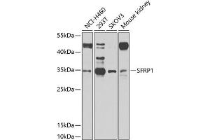 Western blot analysis of extracts of various cell lines, using SFRP1 antibody (ABIN1682675, ABIN1682676, ABIN5664178 and ABIN6219906) at 1:1000 dilution. (SFRP1 antibody  (AA 30-314))