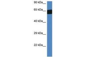 Image no. 1 for anti-Flavin Containing Monooxygenase 3 (FMO3) (AA 300-349) antibody (ABIN6747268) (FMO3 antibody  (AA 300-349))