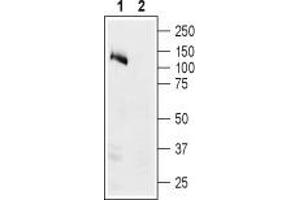 Western blot analysis of human Colo-205 colon adenocarcinoma cell lysate: - 1. (ATP1A1 antibody  (Intracellular, N-Term))