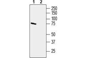 Western blot analysis of mouse brain membranes: - 1. (CD39 antibody  (Extracellular Loop))