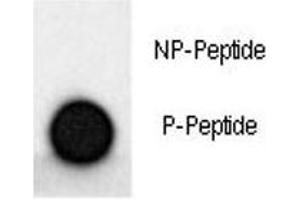 Dot blot analysis of phospho-MAP2 antibody. (MAP2 antibody  (pSer1539))