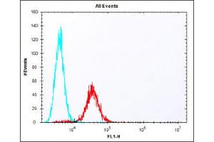 Overlay histogram showing F9 cells stained with (ABIN6243120 and ABIN6577808) (red line). (TDGF1 antibody  (N-Term))