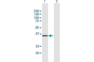 CRYZ antibody  (AA 1-329)