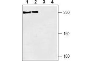 Western Blotting (WB) image for anti-Sodium Channel, Voltage-Gated, Type I, alpha Subunit (SCN1A) (AA 465-481), (Intracellular) antibody (ABIN7043637)