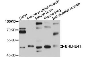 Western blot analysis of extracts of various cells, using BHLHE41 antibody. (BHLHE41 antibody)
