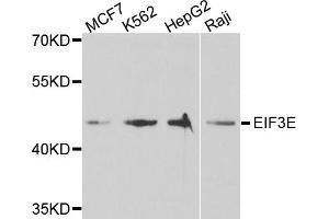 Western blot analysis of extracts of various cell lines, using EIF3E antibody.