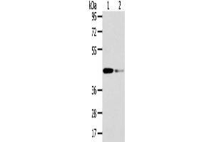 Gel: 8 % SDS-PAGE, Lysate: 40 μg, Lane 1-2: Human fetal liver tissue and hela cell, Primary antibody: ABIN7131583(VPS37A Antibody) at dilution 1/200 dilution, Secondary antibody: Goat anti rabbit IgG at 1/8000 dilution, Exposure time: 15 seconds (VPS37A antibody)
