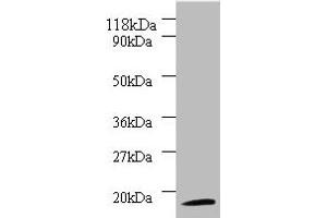 Western blot All lanes: 40S ribosomal protein S11 antibody at 2 μg/mL + 293T whole cell lysate Secondary Goat polyclonal to rabbit IgG at 1/10000 dilution Predicted band size: 18 kDa Observed band size: 18 kDa (RPS11 antibody  (AA 2-158))