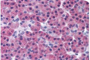 Human Pancreas (formalin-fixed, paraffin-embedded) stained with RIPK3 antibody ABIN291732 at 10 ug/ml followed by biotinylated goat anti-rabbit IgG secondary antibody ABIN481713, alkaline phosphatase-streptavidin and chromogen. (RIPK3 antibody  (AA 480-530))