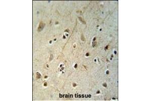 HEY2 antibody (N-term) (ABIN652095 and ABIN2840546) immunohistochemistry analysis in formalin fixed and paraffin embedded human brain tissue followed by peroxidase conjugation of the secondary antibody and DAB staining. (HEY2 antibody  (N-Term))