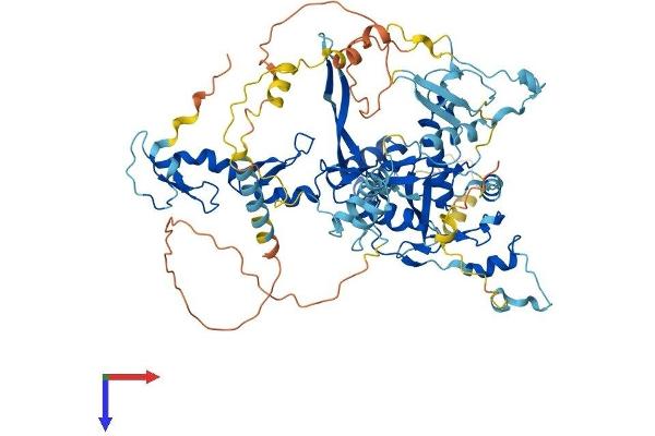 FBXO40 Protein (AA 1-710) (His tag)
