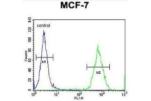 GPD1L Antibody (N-term) flow cytometric analysis of MCF-7 cells (right histogram) compared to a negative control cell (left histogram). (GPD1L antibody  (N-Term))