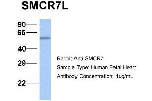 Host:  Rabbit  Target Name:  SMCR7L  Sample Type:  Human Fetal Heart  Antibody Dilution:  1. (SMCR7L antibody  (N-Term))