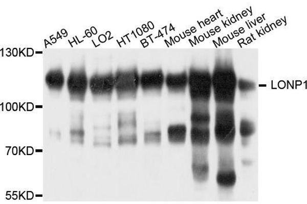 LONP1 antibody  (AA 120-400)