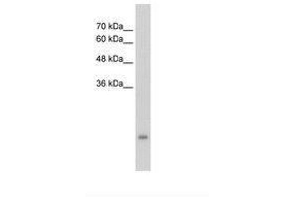 PSG3 antibody  (AA 101-150)