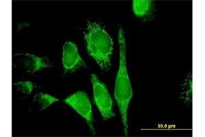 Immunofluorescence (IF) image for anti-Apoptosis-Inducing Factor, Mitochondrion-Associated, 1 (AIFM1) (AA 1-613) antibody (ABIN522588)