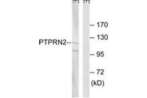Western blot analysis of extracts from NIH-3T3 cells, using PTPRN2 Antibody. (PTPRN2 antibody  (AA 206-255))