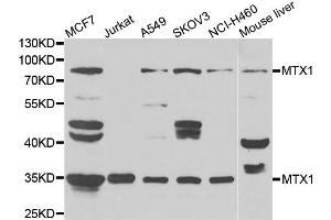 Western blot analysis of extracts of various cell lines, using MTX1 antibody.
