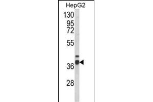 Western blot analysis of PECI Antibody (C-term) (ABIN652636 and ABIN2842426) in HepG2 cell line lysates (35 μg/lane). (PECI/ECI2 antibody  (C-Term))