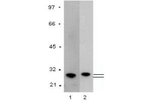 Western Blotting (WB) image for anti-Glutathione S Transferase (GST) antibody (ABIN1107457) (GST antibody)
