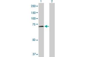 Western Blot analysis of SHC3 expression in transfected 293T cell line by SHC3 MaxPab polyclonal antibody. (SHC3 antibody  (AA 1-594))