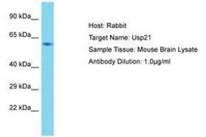 Image no. 1 for anti-Ubiquitin Specific Peptidase 21 (USP21) (AA 51-100) antibody (ABIN6750342) (USP21 antibody  (AA 51-100))