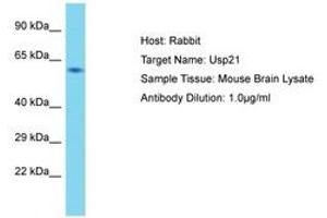 Image no. 1 for anti-Ubiquitin Specific Peptidase 21 (USP21) (AA 51-100) antibody (ABIN6750342)