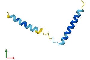 Protein Structure (PS) image for Small EDRK-Rich Factor 2 (SERF2) (AA 1-59) protein (Fc Tag) (ABIN7556761)