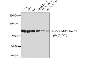Western blot analysis of extracts of various cell lines, using Nuclear Matrix Protein p84 (THOC1) (THOC1) Rabbit mAb (ABIN7270811) at 1:1000 dilution. (THOC1 antibody)
