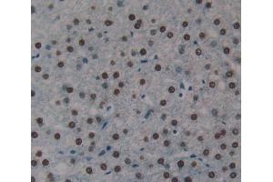 #VALUE! (KLF15 antibody  (AA 1-364))