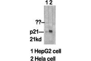 Western Blot (WB) analysis of specific cells using p21 Polyclonal Antibody. (p21 antibody  (Ser232))