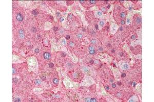 Immunohistochemistry of Goat Anti-Fibrinogen antibody. (FGA antibody)