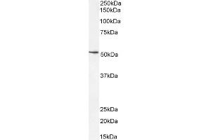ABIN1590052 (0. (SOX10 antibody  (Internal Region))