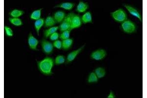 Immunofluorescence staining of A549 cells with ABIN7153401 at 1:133, counter-stained with DAPI. (G2E3 antibody  (AA 240-337))