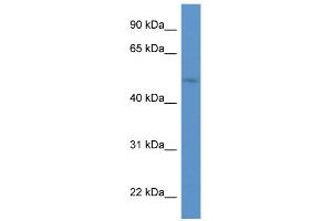 WB Suggested Anti-HNF1B Antibody Titration:  0. (HNF1B antibody  (C-Term))
