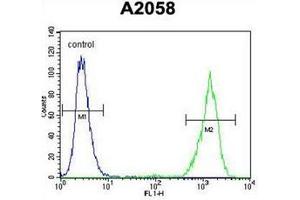 Flow cytometric analysis of A2058 cells using RAB10 Antibody (Center) Cat. (RAB10 antibody  (Middle Region))