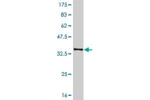 Western Blot detection against Immunogen (36. (Ghrelin antibody  (AA 24-117))