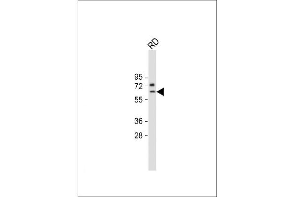 SMTNL1 antibody  (AA 130-159)