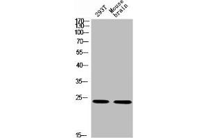Western blot analysis of 293T MOUSE-BRAIN using p-14-3-3 θ/ (S232) antibody. (14-3-3 theta antibody  (pSer232))