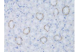 Immunohistochemistry of paraffin-embedded rat kidney using AQP4 antibody (ABIN6290071) at dilution of 1:50 (40x lens).