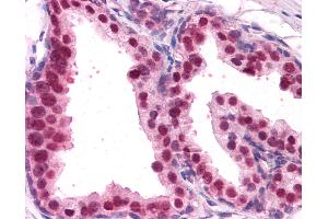 Anti-FOXA2 antibody IHC of human prostate. (FOXA2 antibody  (AA 453-463))
