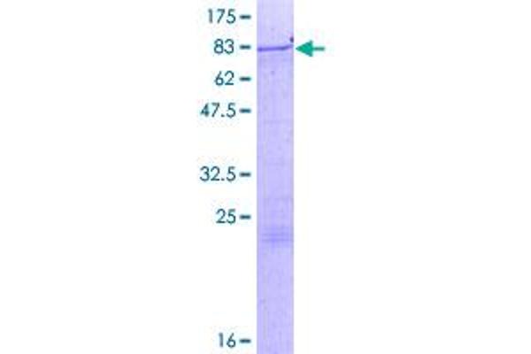 ZNF85 Protein (AA 1-536) (GST tag)