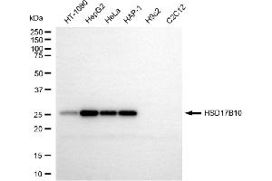Western blotting analysis using HSD17B10 antibody (ABIN7799014). (HSD17B10 antibody)