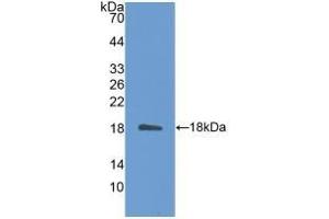Detection of Recombinant IL31, Mouse using Polyclonal Antibody to Interleukin 31 (IL31) (IL-31 antibody  (AA 28-154))