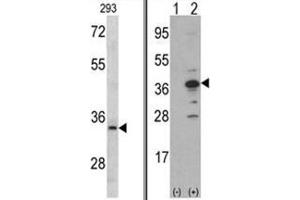 (LEFT) Western blot analysis of MCA1 antibody (C-term) in 293 cell line lysates (35ug/lane). (AIMP1 antibody  (C-Term))