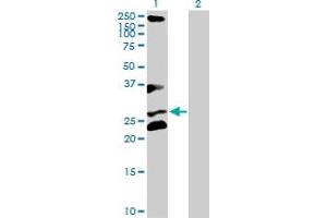 Western Blot analysis of RCHY1 expression in transfected 293T cell line by RCHY1 MaxPab polyclonal antibody. (RCHY1 antibody  (AA 1-252))