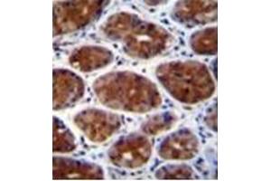 Formalin fixed, paraffin embedded human stomach tissue stained with CPSF3L Antibody followed by peroxidase conjugation of the secondary antibody and DAB staining. (CPSF3L antibody  (N-Term))