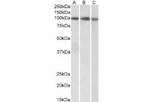 ABIN5539581 (0. (STAT5A antibody  (C-Term))